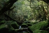 Mistični trail: Hodaju šumom u tišini, planinare noću i kupaju se u vodopadima kako bi pronašli mir