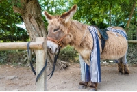 Europski otok na kojem magarci nose pidžame