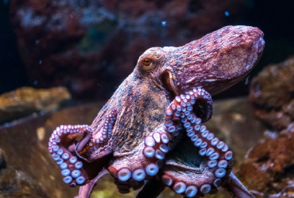 Hobotnice su zapravo vanzemaljci ?