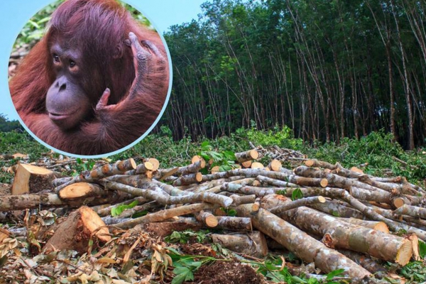 U 40 godina nestalo više od 50 posto populacije orangutana